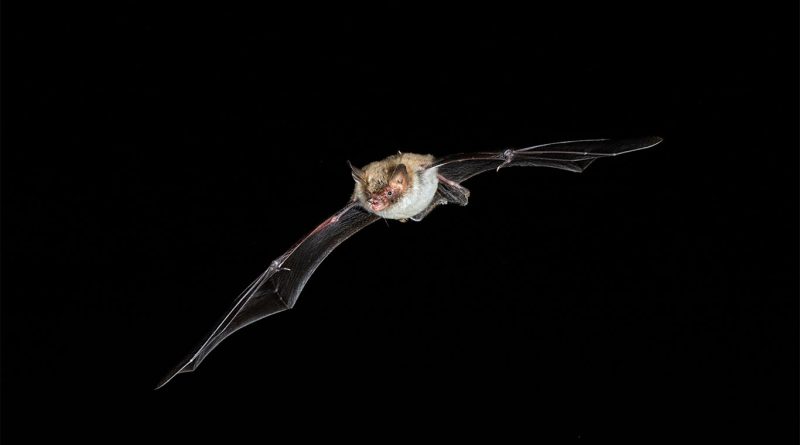 The Bechstein’s bat, a bat that has populated a tunnel in the hs2 project